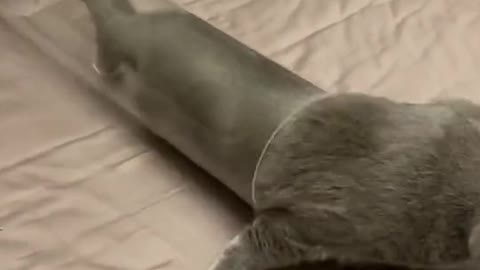 Wow-Unbelievable Cat video