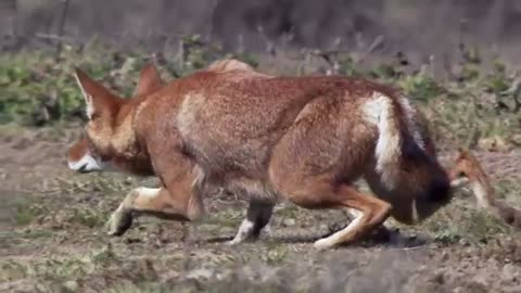 Life Stalking Ethiopian Wolf