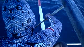 Skipjack Tuna fishing Part 1