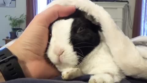 Rabbit learns he is adopted_Cut