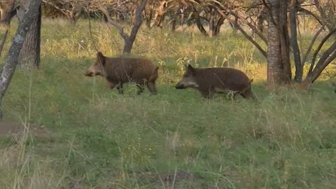 The pigs were happy to see us