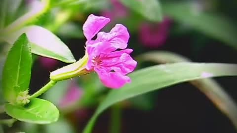 Beautiful Flowers