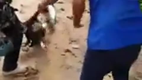 Mighty Python Snake vs Dog — The Ending Will Shock You