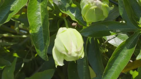 Flowers Blooming 4k time-lapse 🌹