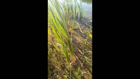 Cattail Roots - Harvest, Prep, Eat