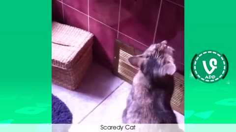 Funny animals from Vines clips