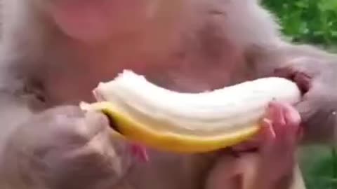 Monkey Banana Eating