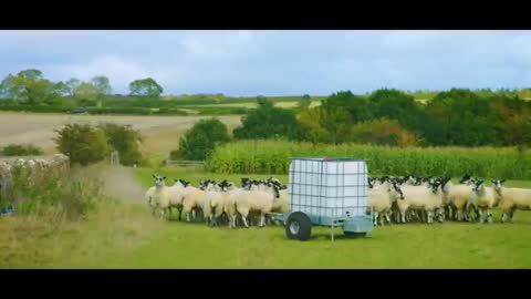 Jeremy's 'Disobedient' Shees Work - Clarkson's Farm - Prime Video_Cut