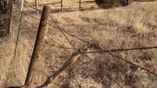 Man Stops to Help Deer Caught in Fence