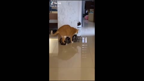 Funny Dogs and Cats Videos-8