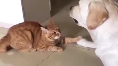 Dog and cat so cute🥰 in tiktok/ crdt to the owner😁