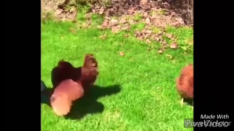 Funny chickens and roosters Chasing kids and adults 😂😂__funny videos compilation 2020.