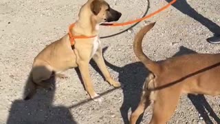 #2 female red/tan female lab mix, #47 male tan cur mix January2022