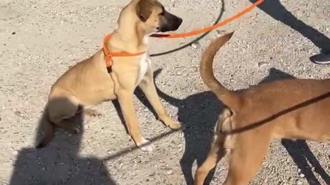 #2 female red/tan female lab mix, #47 male tan cur mix January2022