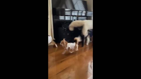 Little dogs playing and having a lot of fun