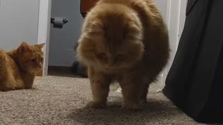 Cat Jumps at its Own Shadow