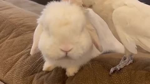 Pet Parrot Preens Pet Rabbit