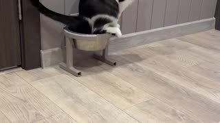Cat Uses Water Bowl As a Litter Box