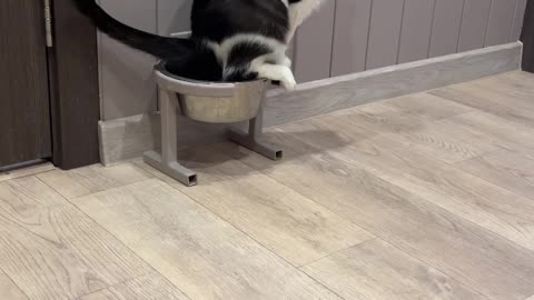 Cat Uses Water Bowl As a Litter Box