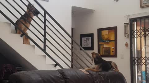 Time-lapse - 4 dogs inside while we go out. 2 German Shepherds 2 small dogs