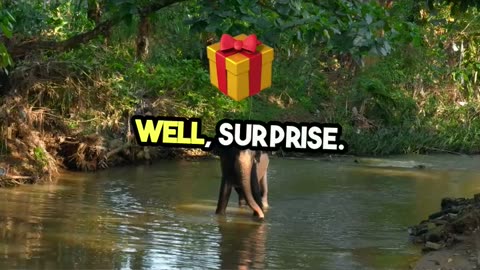 Fun Fact #49- Elephants can Snorkel!