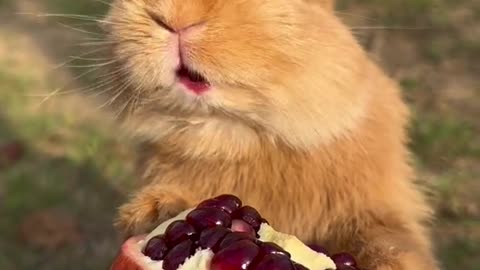 "Sweet and Juicy Delight: Watch this Cute Rabbit Devour a Pomegranate!"