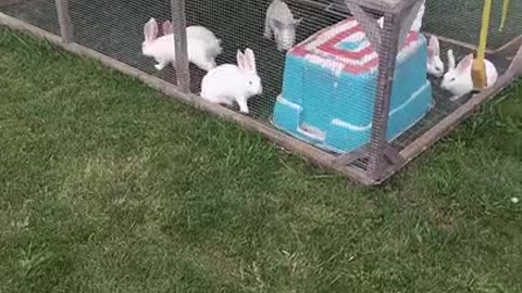 Mowing lawn on a budget, Bunnies cutting grass, Fertilizing.