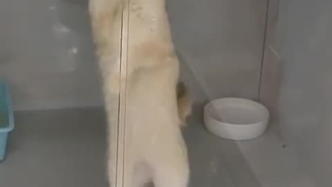 That cat is dacing so funny watch till the end