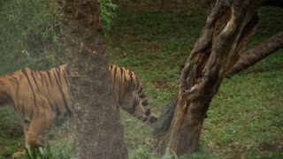 The Majestic World of Tigers | Know Before Visit