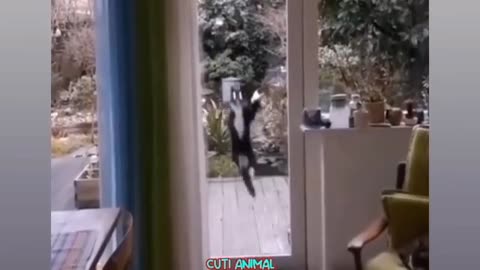 Funny Animals video#viral#trending#rumbleviral#funnymoment