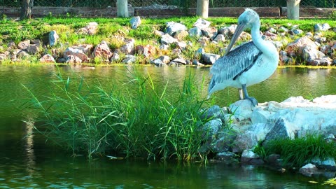 THE BEAUTIFUL BIRD - ANIMAL BIRD PELICAN IN NATURE NEAR THE WATER