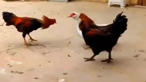 😂😂 Funny animal videos 😂🤣