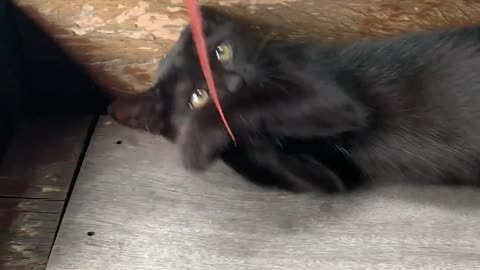 Young Kitten's Playful Encounter with a Dried Leaf