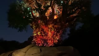 The Tree of Life Light Show - Disney