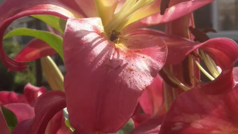 Lilies in July