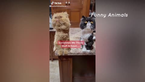 Funny Cat Videos that Will 100% Make You Laugh 😂 | Cat TikTok | Funny Cat TikTok Compilation