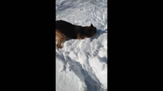 German Shepherd Loves the Snow!