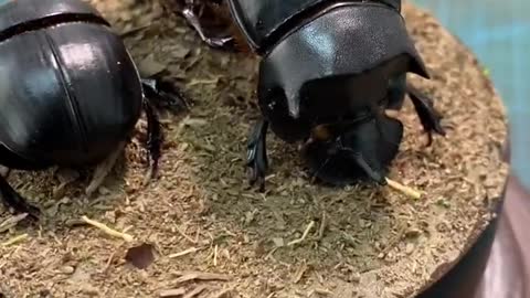 Insect specimen Dung beetle Dung ball