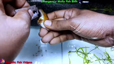 Emergency Molly Fish Birth