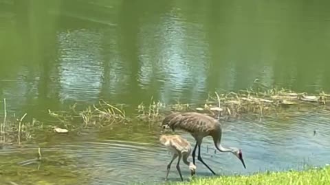 Sandhill Crane With Baby (colt)