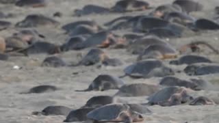 RARE!!! THOUSANDS OF SEA TURTLES GATHERED IN ONE PLACE!