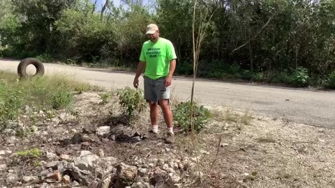 Coconut sampling planting at ranch in Yaxcabá Mexico