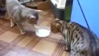 Polite cats