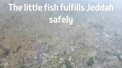 The little fish fulfills Jeddah safely