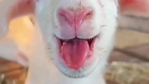 Funny goat 🐐