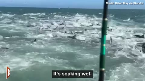 SHARK FRENZY! Fishermen Stunned by Chaotic Feeding Scene Off LA Coast