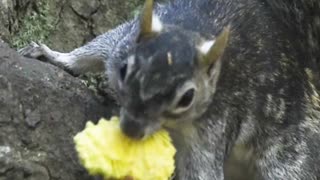 😍CUTE SQUIRREL🐿TRYING TO HIDE FOOD😍