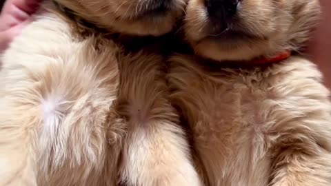 Can Puppies Stay Small- Ft- saltygoldens