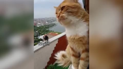 These Cats Can Speak English Better Than Hooman 🙀 LOCKDOWN DRAMA