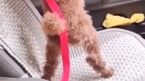 Dog Seatbelt